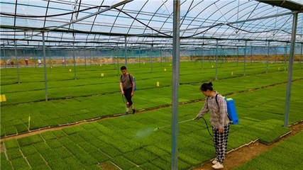 青陽 “一對一”結對幫帶 水稻育秧更高效 技術推廣服務